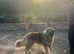 2 x Caucasian shepherds for sale