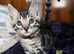 Pure Pedigreed Bengal Kittens Ready To Reserve NOW Morayshire