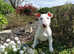 English bull terrier pups