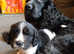 Sprocker puppies for sale. NOW REDUCED