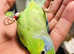 Baby Parrotlet Talking