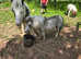 Absolutely stunning silver dun and white filly