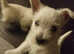 West highland terriers KC registered