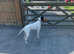Pointer Puppies Exceptional bloodlines