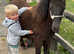 Standard Shetland filly
