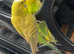 Male budgie for sell