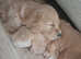 Beautiful Goldendoodle puppies ready in 4 weeks