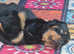 2 year old female rottie looking for her forever home.