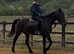 Gentle family horse/mother daughter share 15.2hh gelding