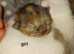 4 beautiful tortoiseshell cross maine coon ready to leave end of June