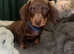 8 week old male dachshund puppy