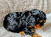 cavalier king Charles