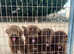 Amazing Spanish Water Dogs  :)