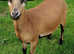 Rare breed Cameroon lambs