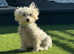 Maltese puppies
