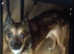 chihuaha-cross-jack-russel