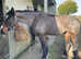 16.1 Warmblood Mare