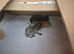 3 cute kittens looking for forever homes