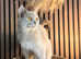 Two female British shorthairs