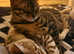 Female Charcoal Bengal