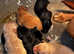 Kc registered Labrador Puppies