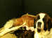 Leonberger look puppies Ready now