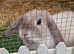 Blue Sallender female rabbit 1 year old