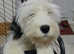 Old english sheepdog male