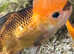 Oranda cold water fish