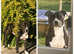Blue Staffordshire bull terrier puppies