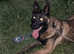 7 months old Belgium malinios