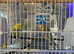 3 budgies and cage