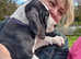 Pedigree KC Registered Great Dane puppies for sale