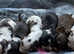 Show kc cocker spaniel puppy's