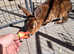 10 month old Castor Rex doe