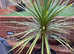 New Zealand Cabbage Palms (Cordyline Australis) For Sale