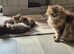 Last 2 Stunning Siberian kittens ready to leave!