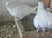 White Doves