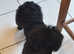 Adorable Miniature Poodle Puppies