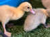 Muscovy duckings