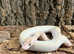 Ivory Royal Python at Birmingham Reptiles