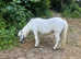 Shetland mare