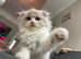 (Reserved) 1 left super cute ragdoll/Scottish fold kittens