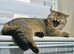 2 adult british shorthair females