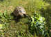 Garden Adult Male Hermanns Tortoise