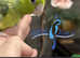 Baby parrotlets hand reaerd