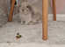 Blue Sallender female rabbit 1 year old
