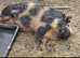 3 pet pigs