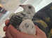 1 x Pair of Tiger Grizzle pigeons