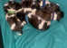 Pups for sale